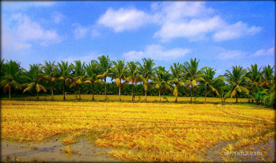  Ảnh đẹp Bến Tre-Mơ màng đồng ruộng quê dừa- Du lịch C2T