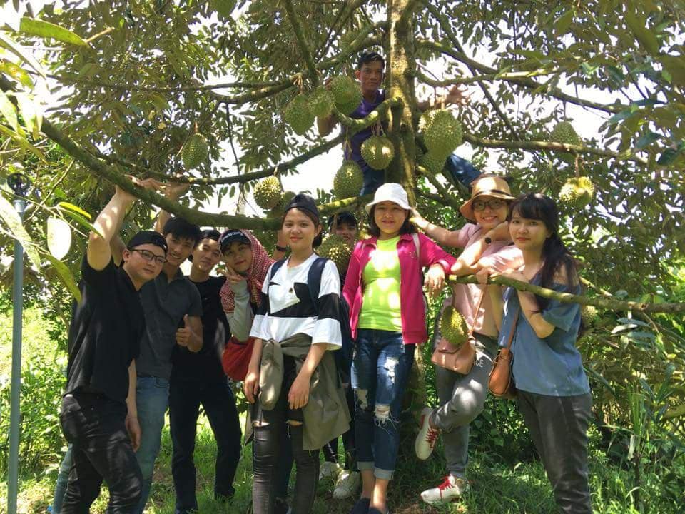 Khách thăm vườn sầu riêng Bảy Thảo - Bến Tre- du lịch C2T