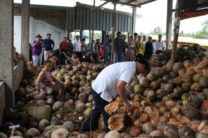 Học cách tách vỏ dừa tại cơ sở SX sơ dừa