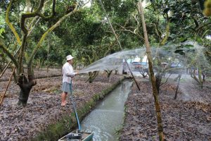 Nông dân Bến Tre chăm sóc vườn chôm chôm đạt chuẩn Global GAP - Ảnh: Trần Mạnh