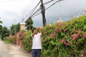  Hàng rào đầy hoa tigon mê tít mắt ở Lộc Thuận, Bình Đại - du lịch c2t